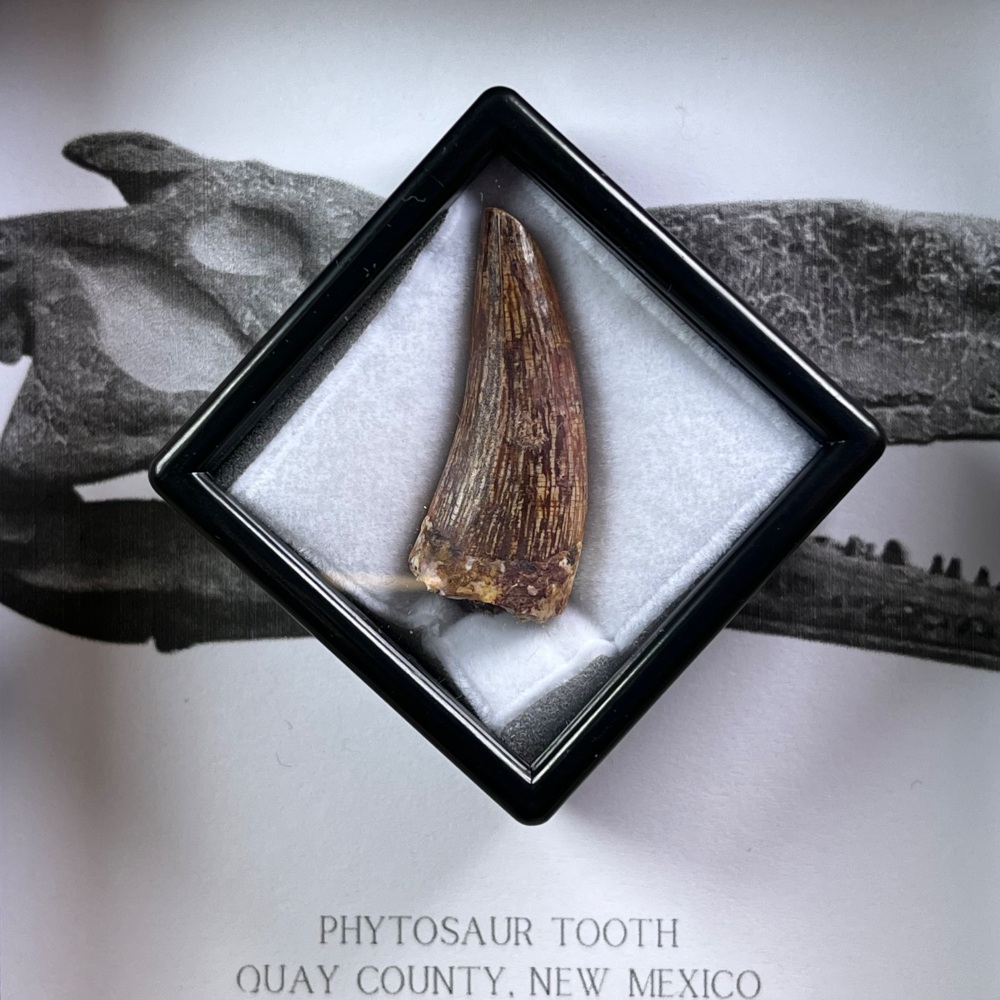 Phytosaur Tooth