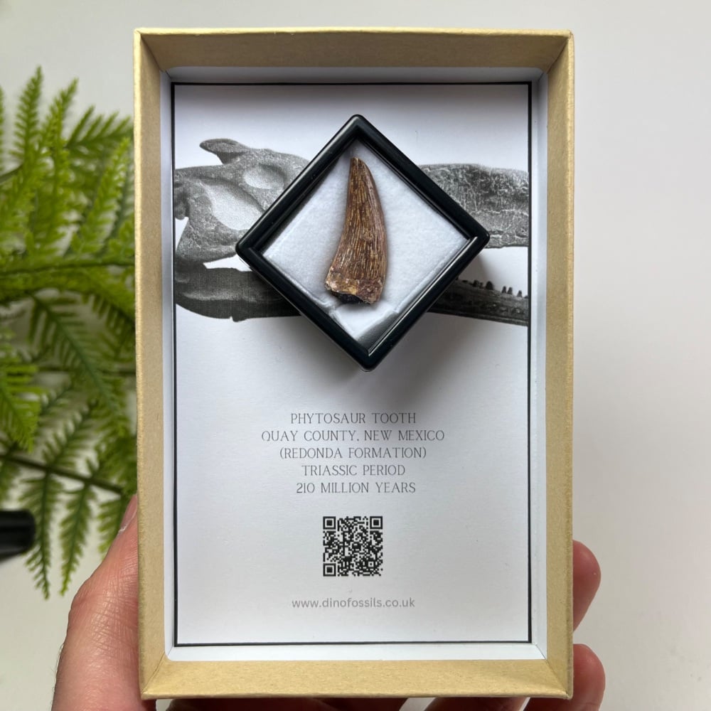 Phytosaur Tooth