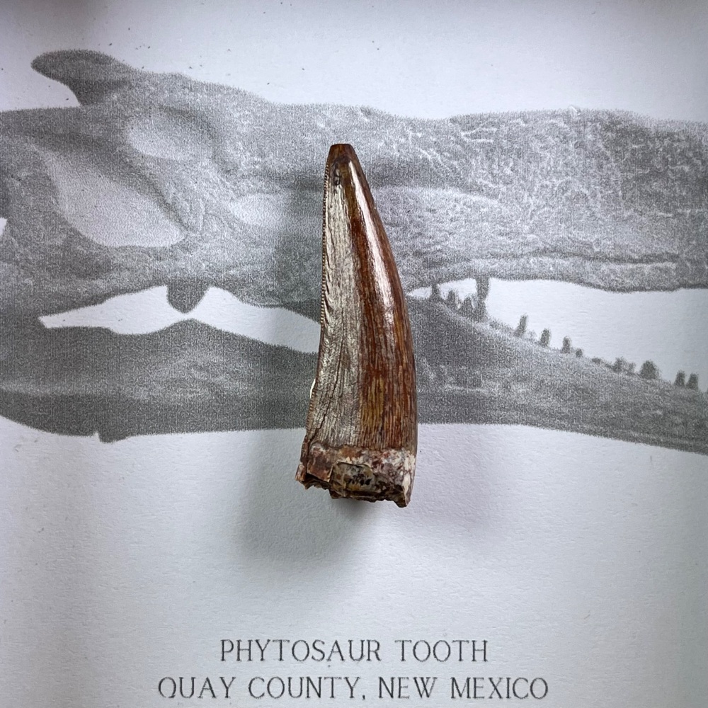 Phytosaur Tooth