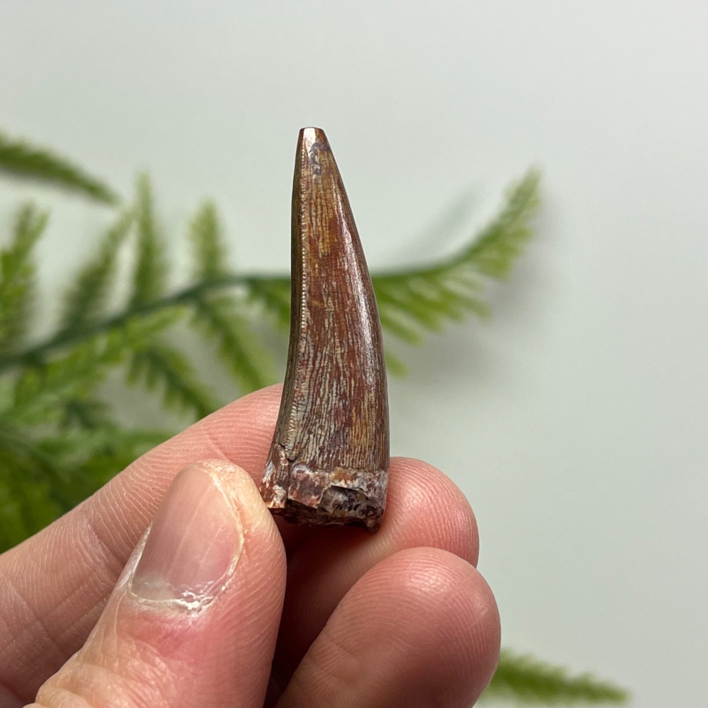 Phytosaur Tooth