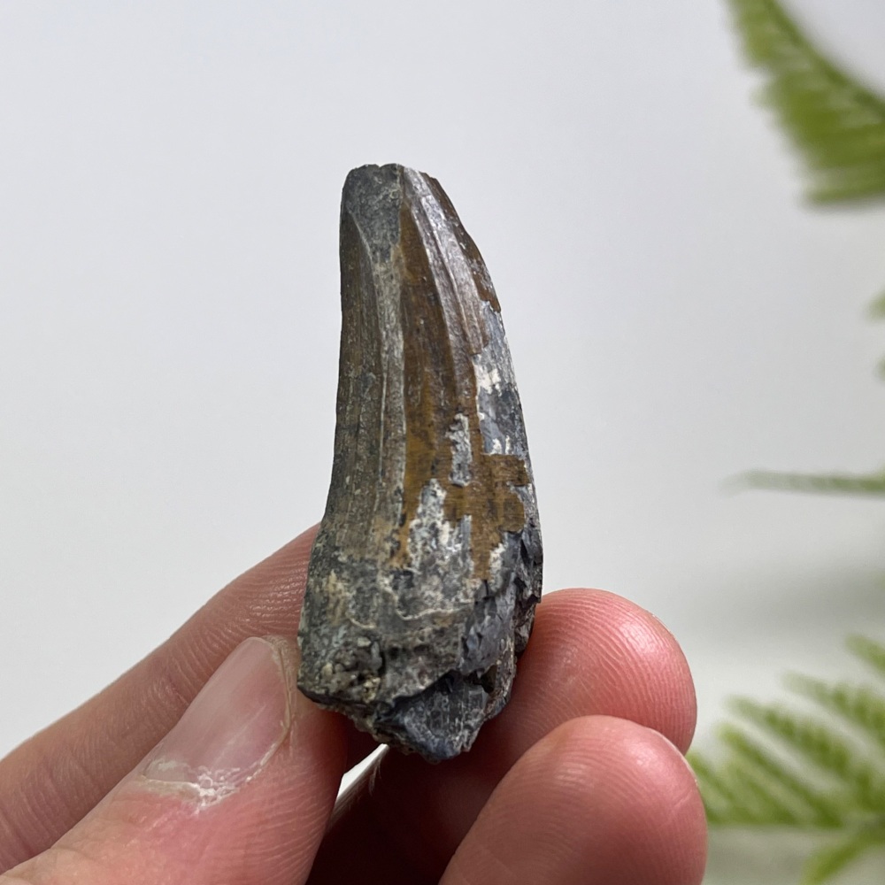 Suchomimus Tooth