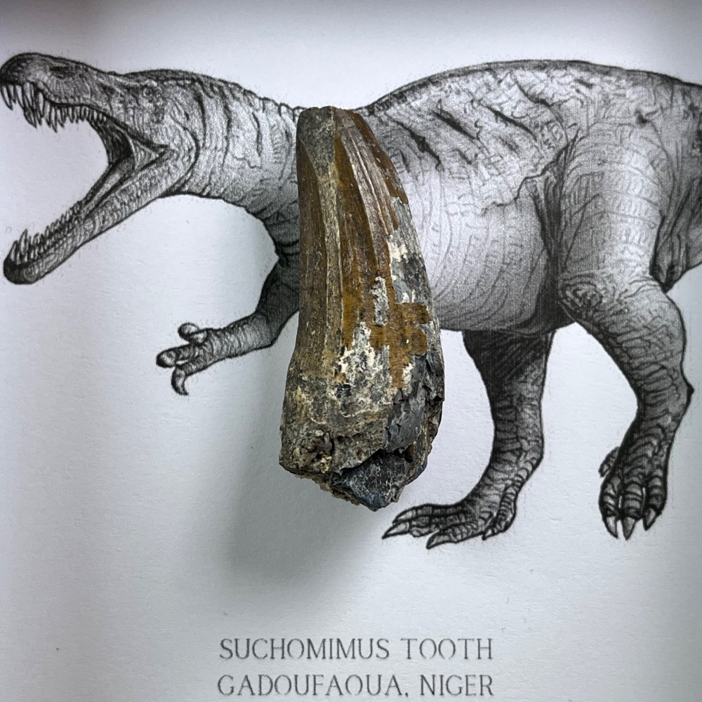 Suchomimus Tooth