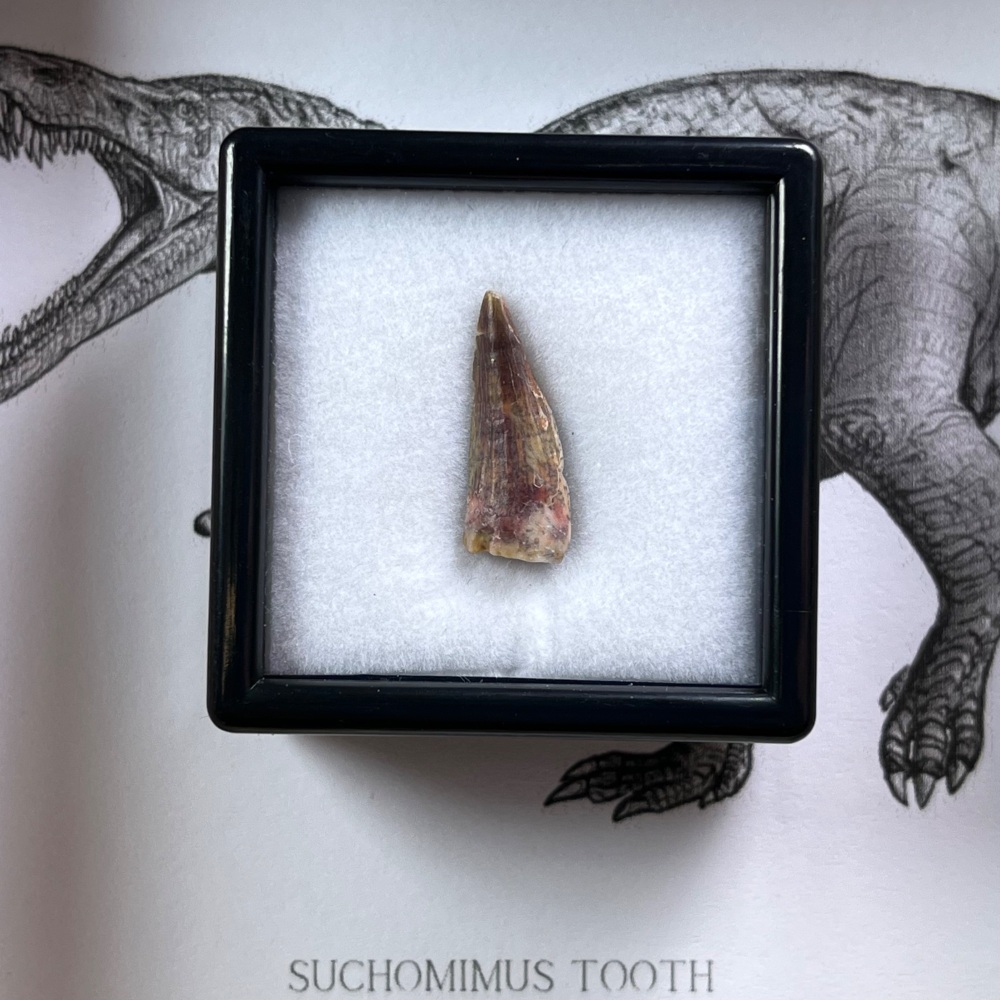 Suchomimus Tooth