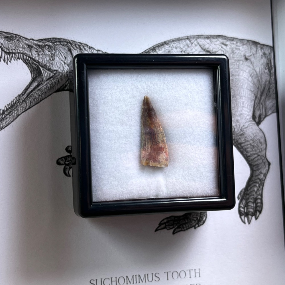Suchomimus Tooth