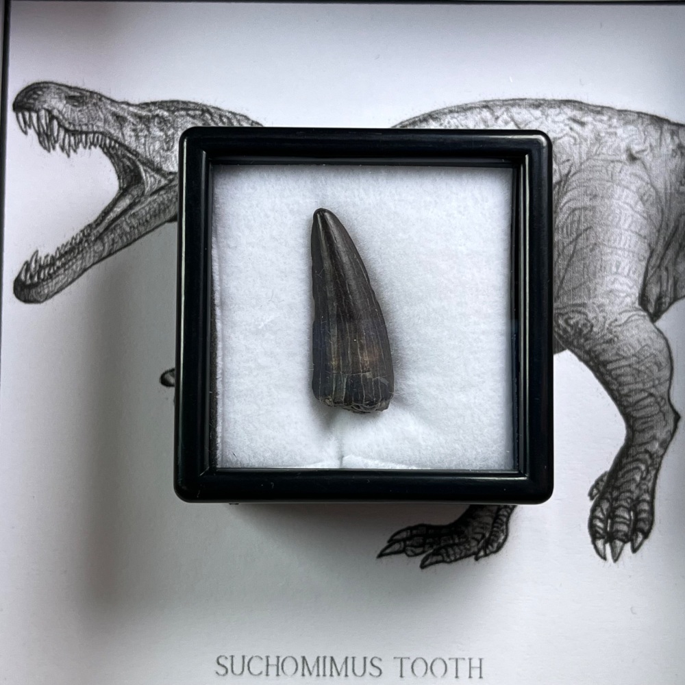 Suchomimus Tooth