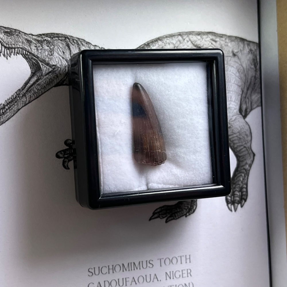 Suchomimus Tooth