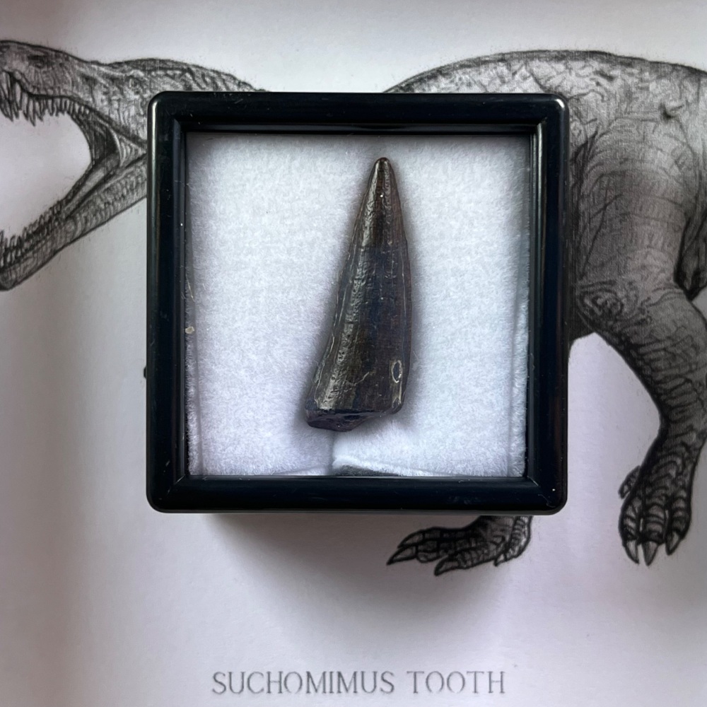Suchomimus Tooth