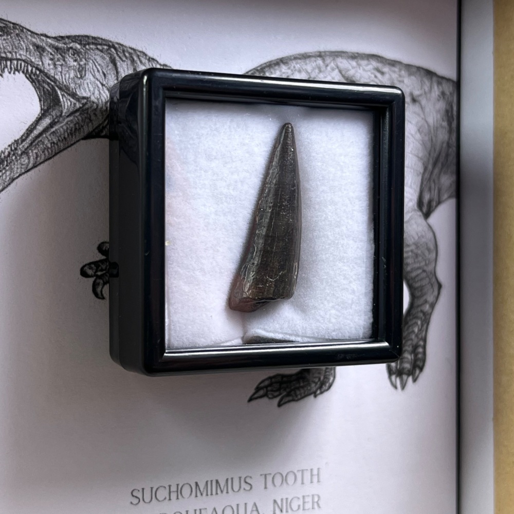 Suchomimus Tooth