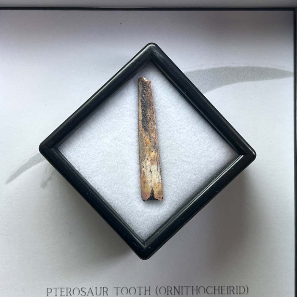 Pterosaur Tooth (Ornithocheirid)