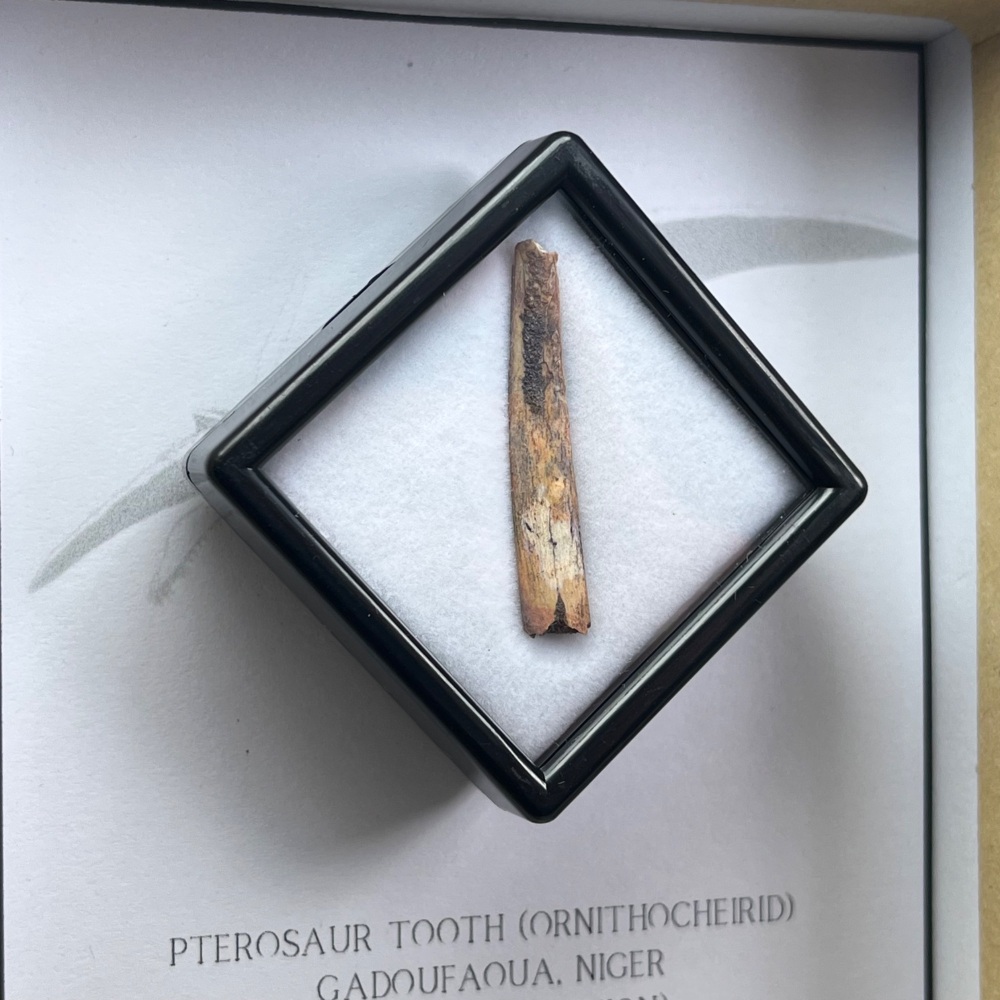 Pterosaur Tooth (Ornithocheirid)