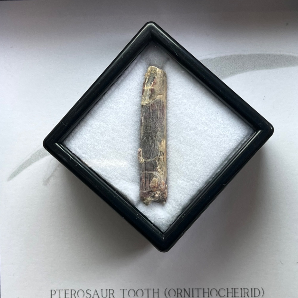 Pterosaur Tooth (Ornithocheirid)