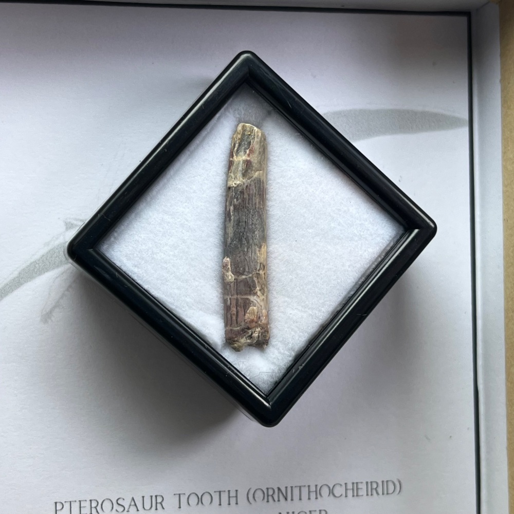 Pterosaur Tooth (Ornithocheirid)