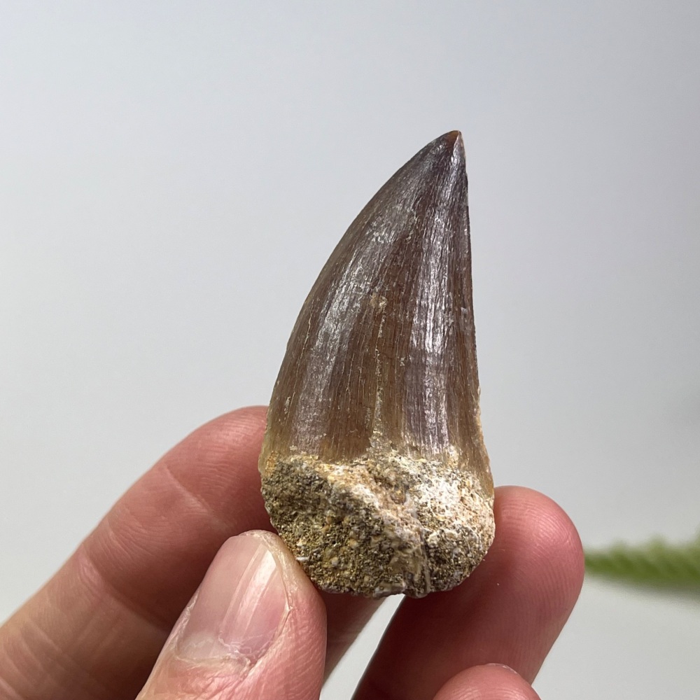 Mosasaur tooth