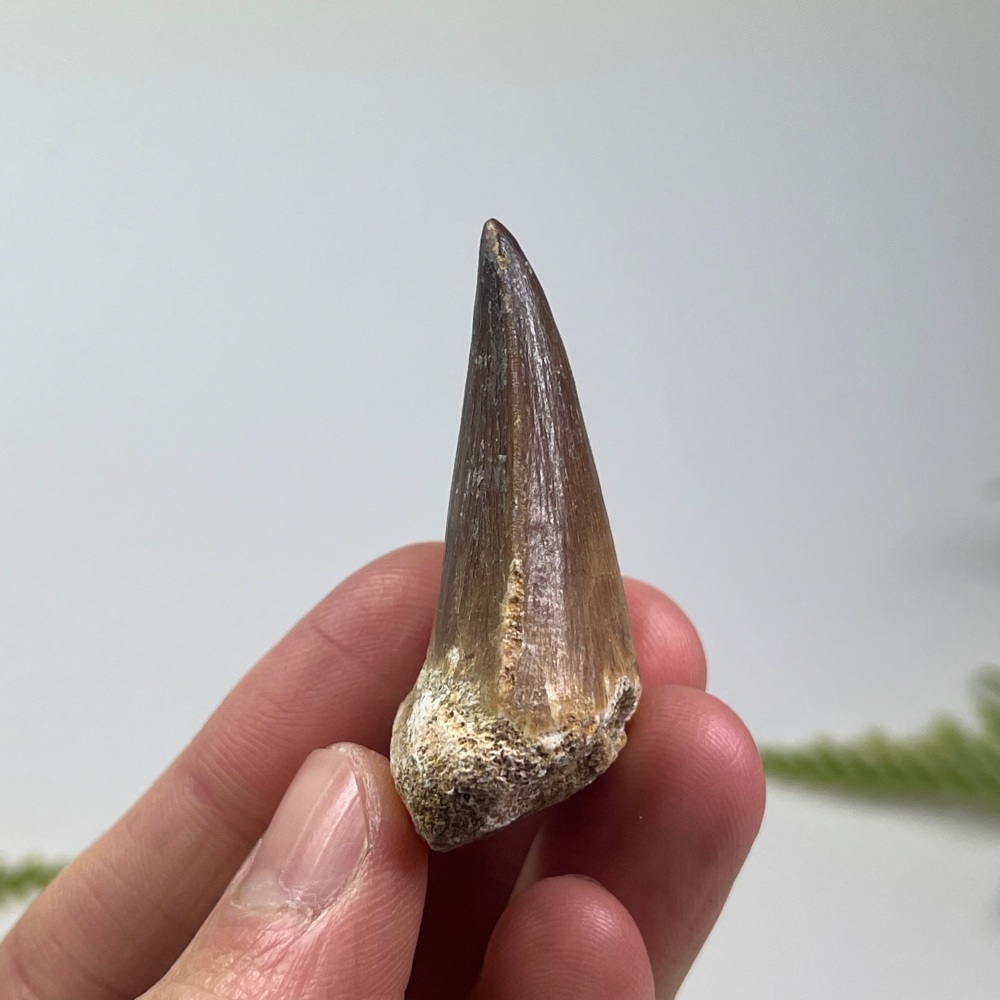 Mosasaur tooth