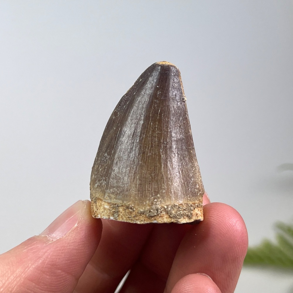 Mosasaur tooth