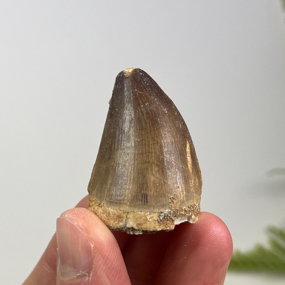 Mosasaur tooth