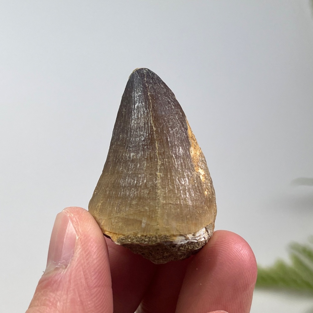 Mosasaur tooth