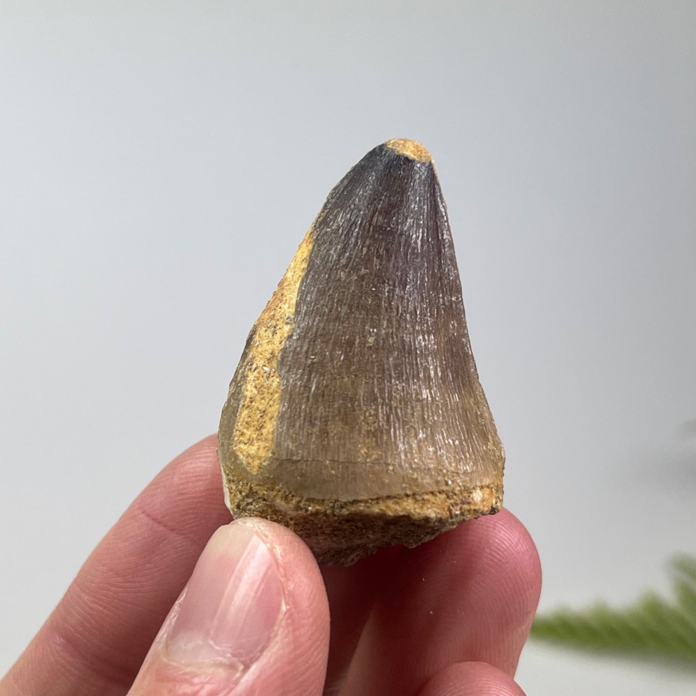 Mosasaur tooth