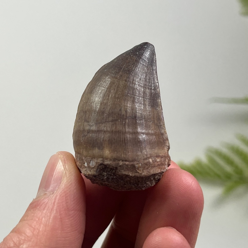 Mosasaur tooth