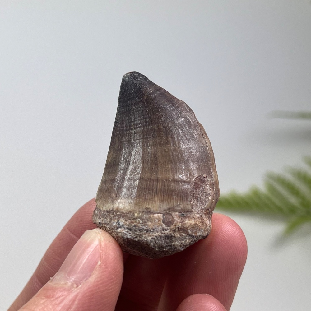 Mosasaur tooth