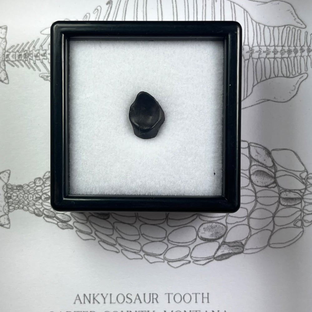 Ankylosaur Tooth
