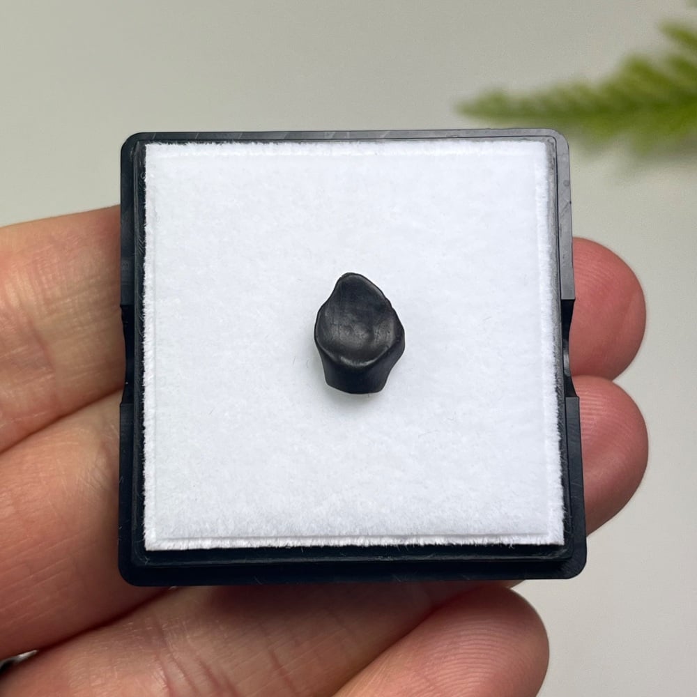 Ankylosaur Tooth