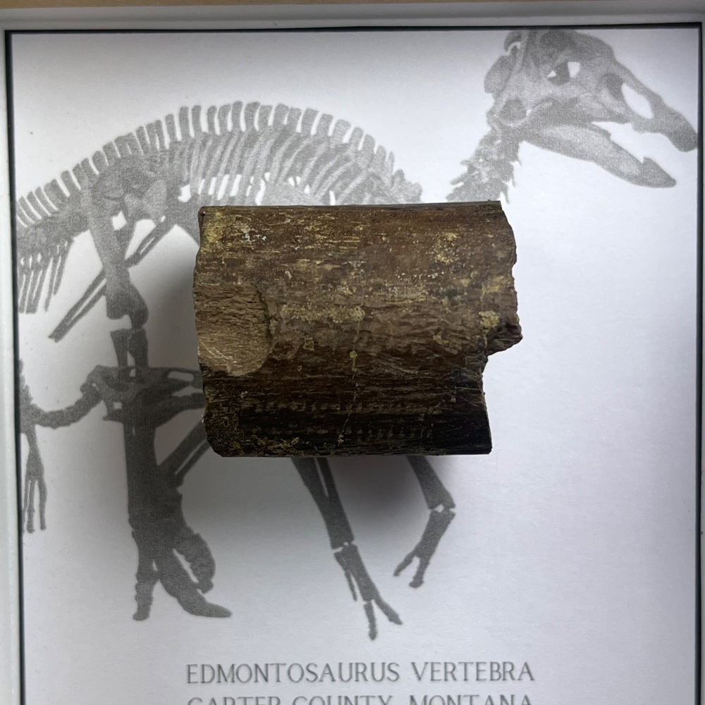 Edmontosaurus Rib Section