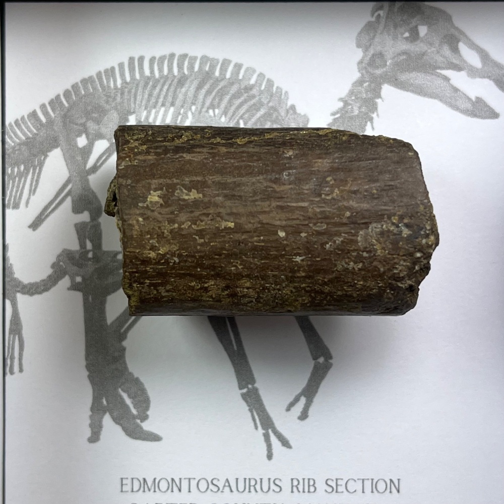 Edmontosaurus Rib Section