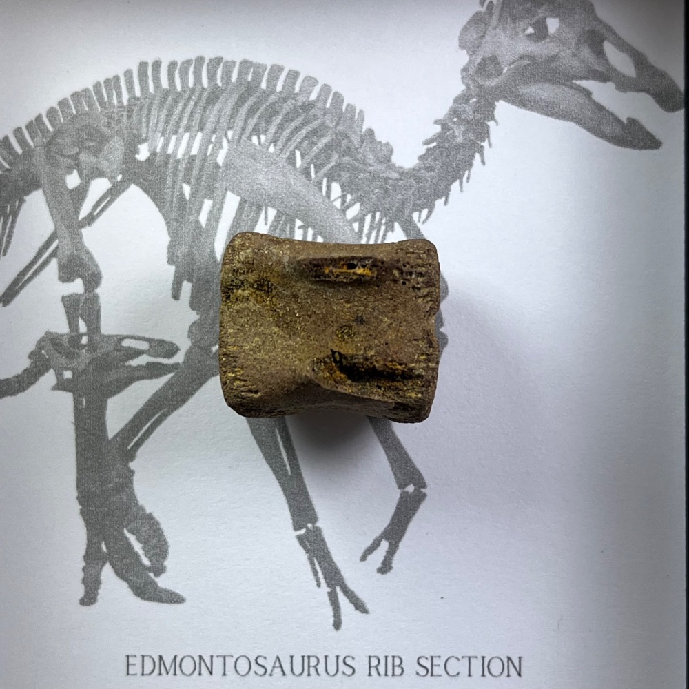 Small Edmontosaurus Vertebra