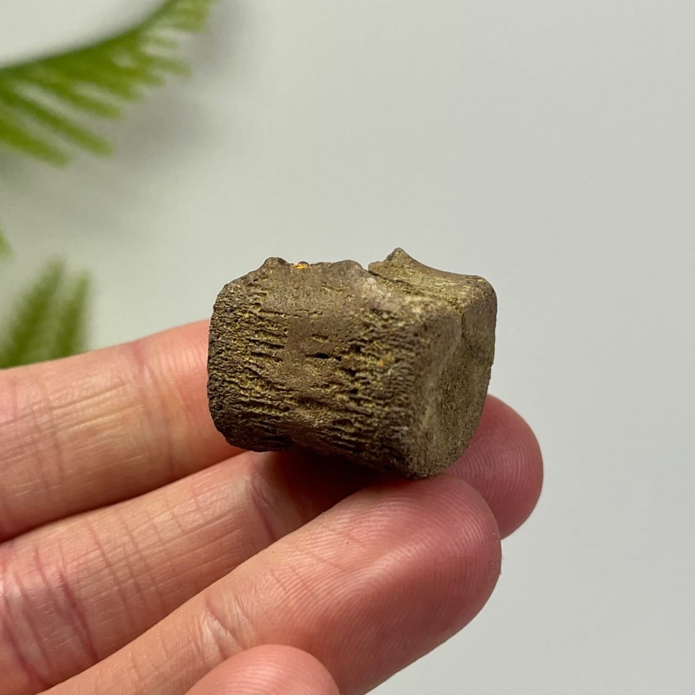 Small Edmontosaurus Vertebra