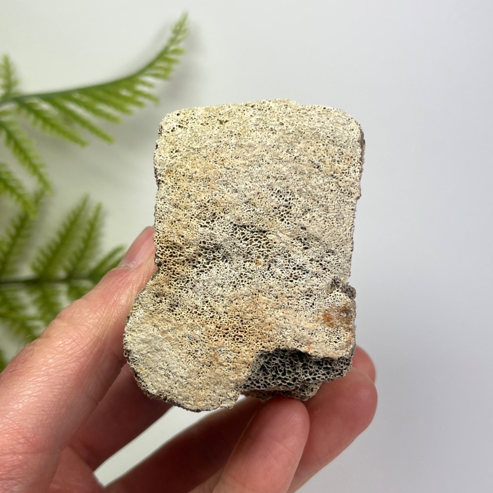 Partial Edmontosaurus Vertebra
