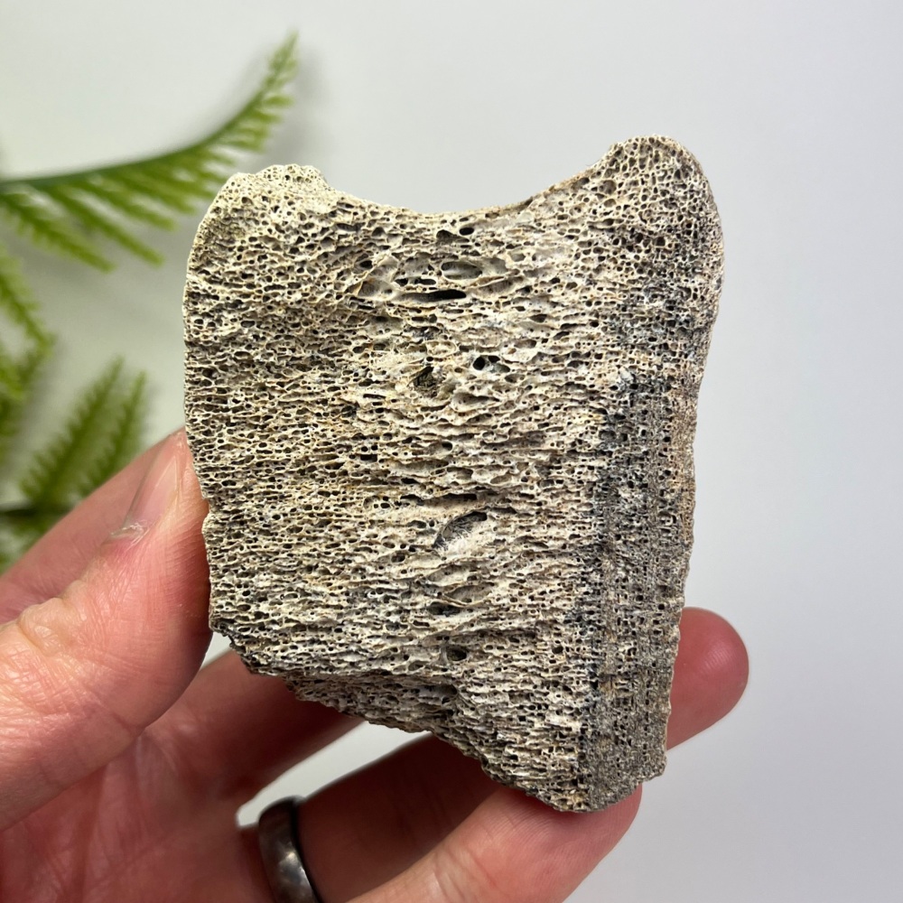 Partial Edmontosaurus Vertebra