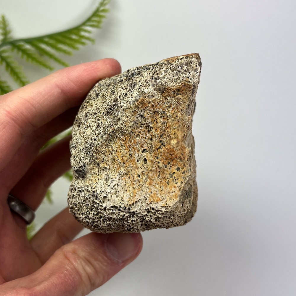 Partial Edmontosaurus Vertebra
