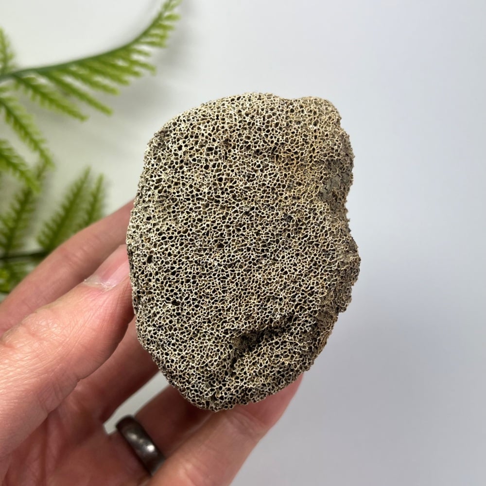 Partial Edmontosaurus Vertebra