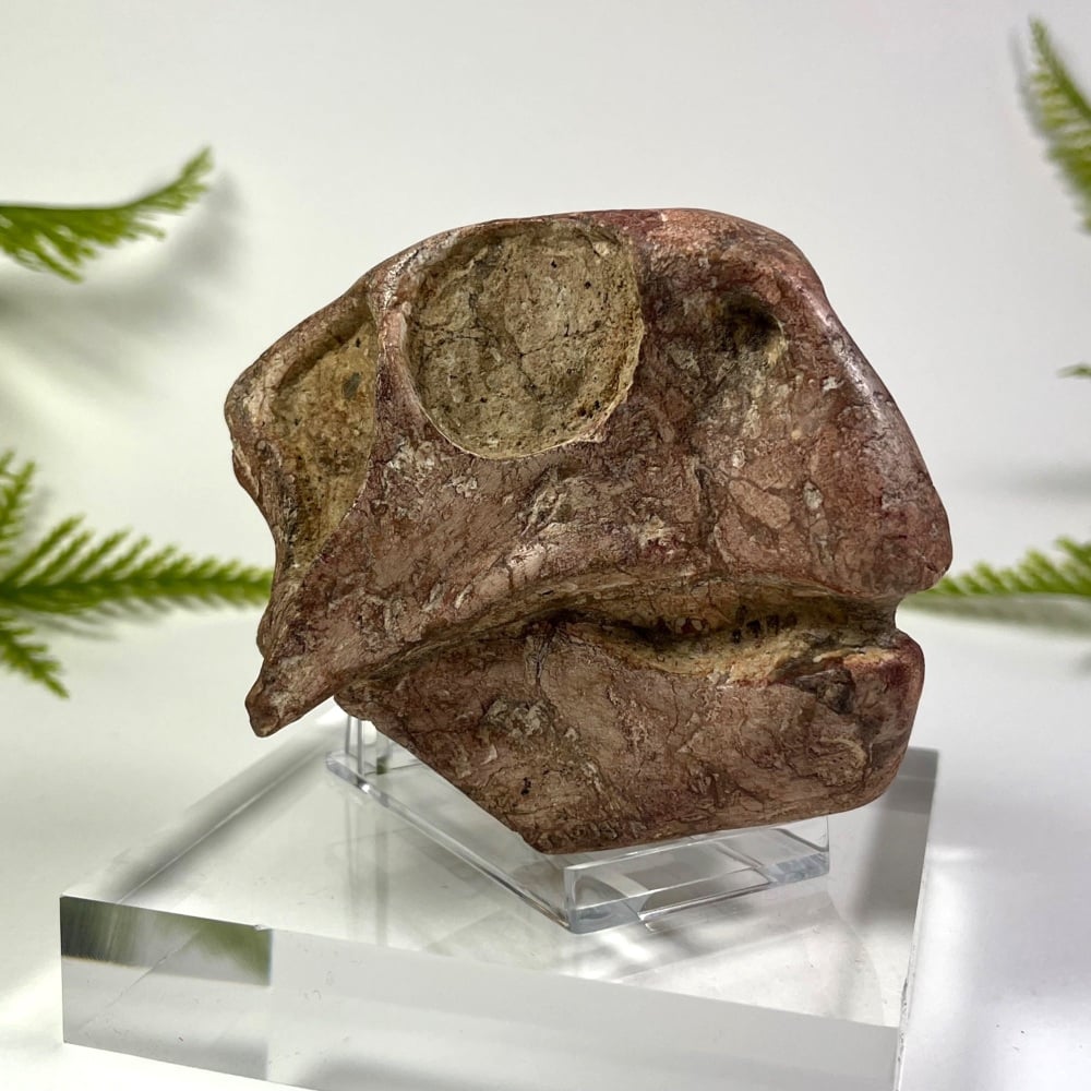 Psittacosaurus Dinosaur Skull