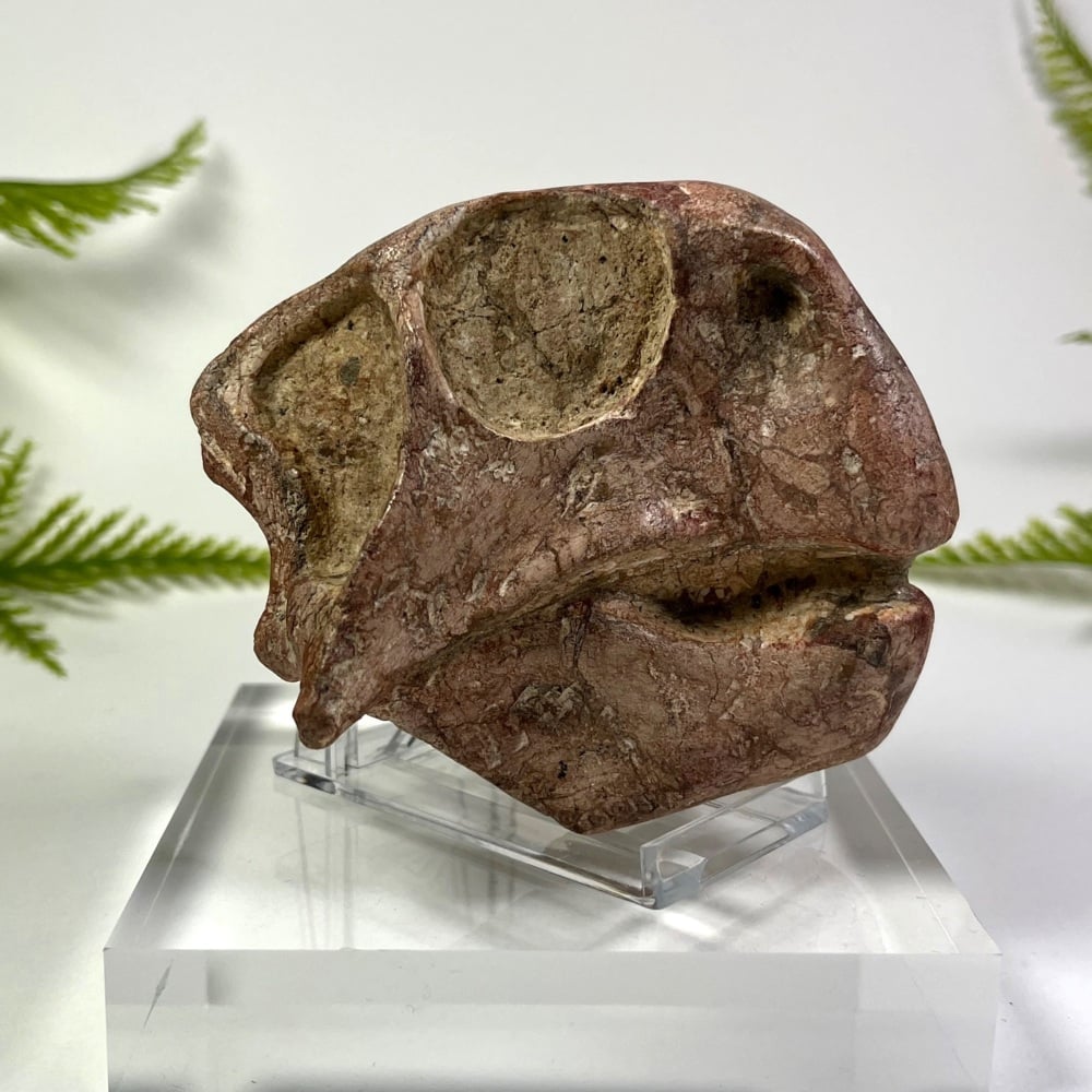 Psittacosaurus Dinosaur Skull
