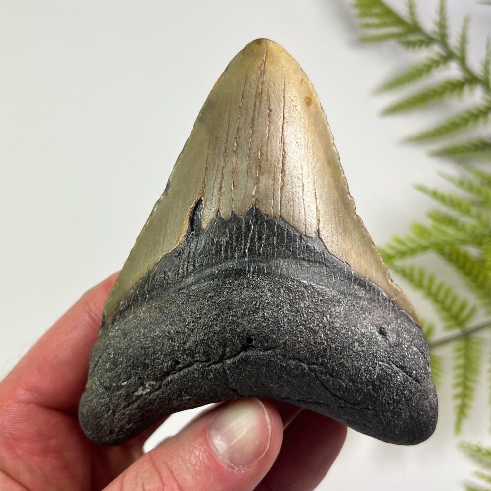 Megalodon Tooth