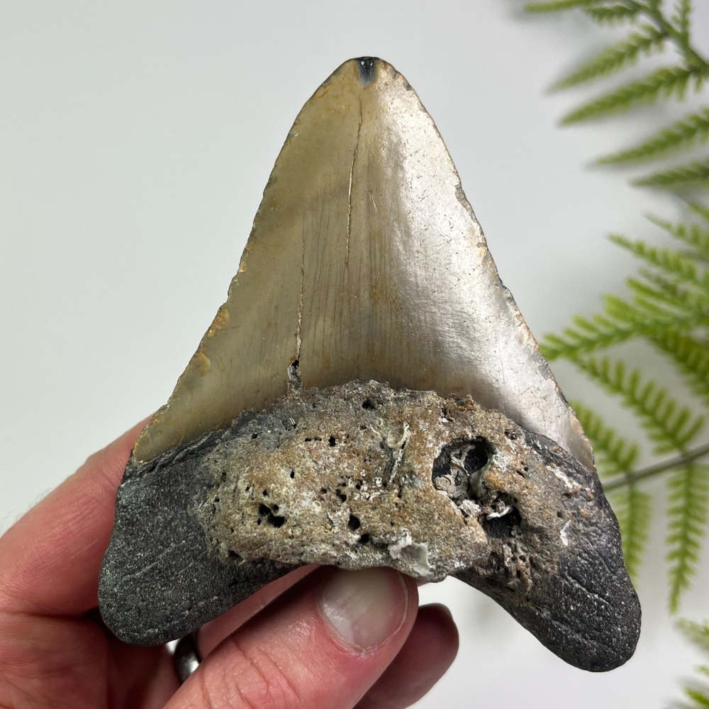 Megalodon Tooth