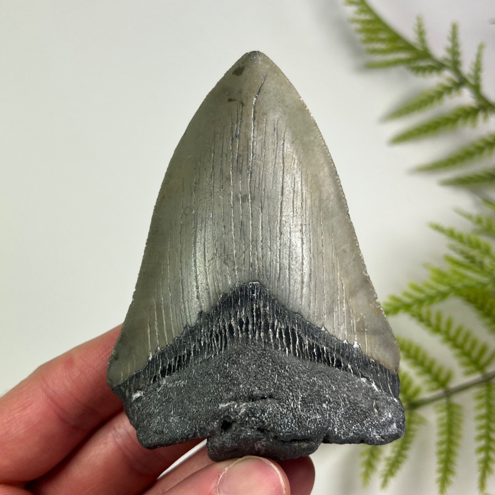 Megalodon Tooth