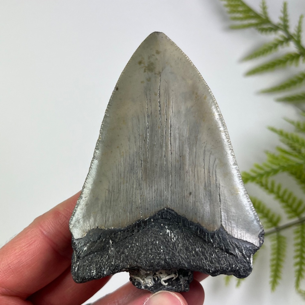 Megalodon Tooth
