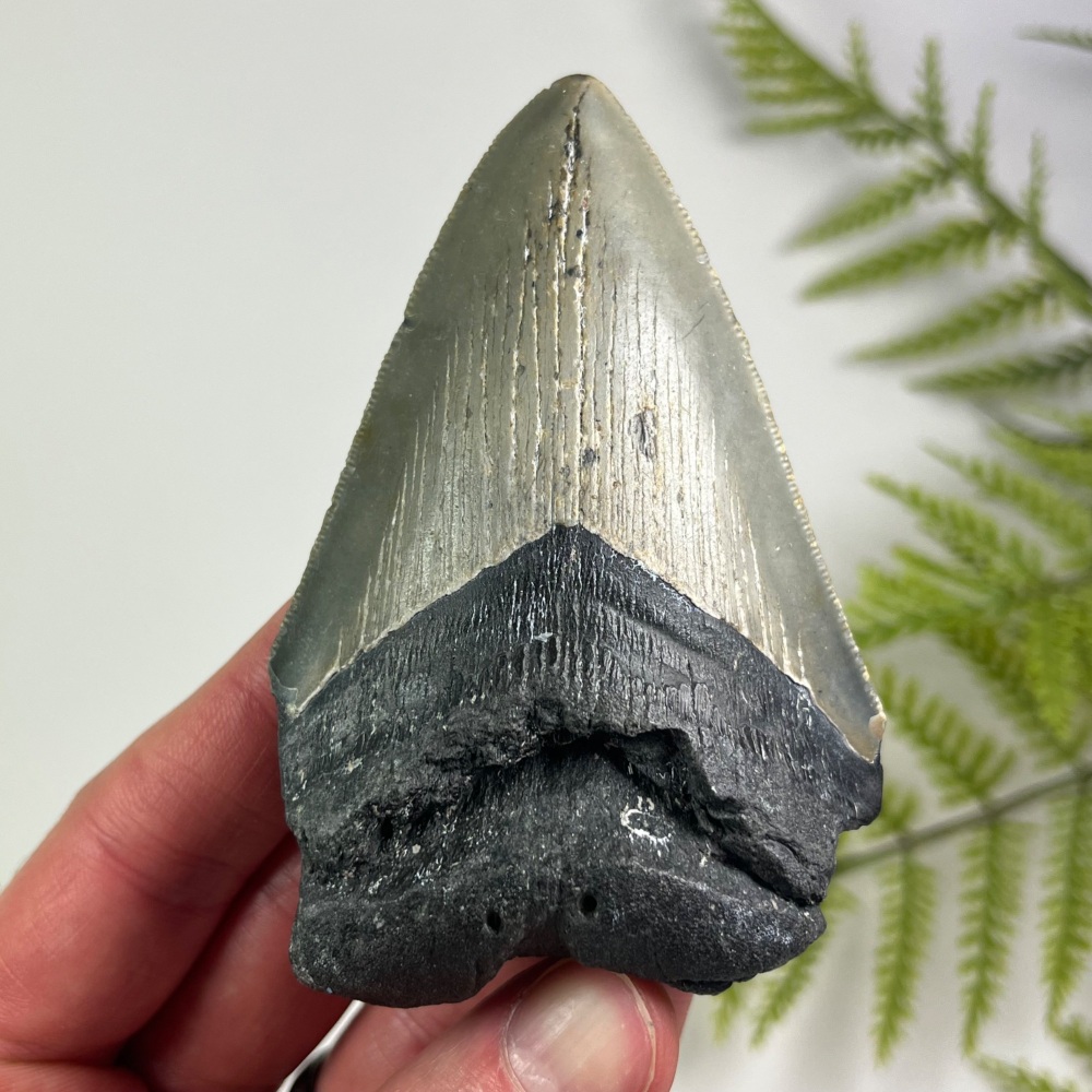 Megalodon Tooth