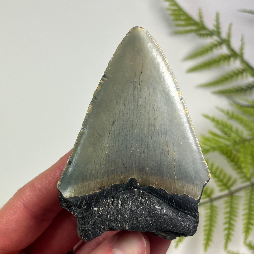 Megalodon Tooth