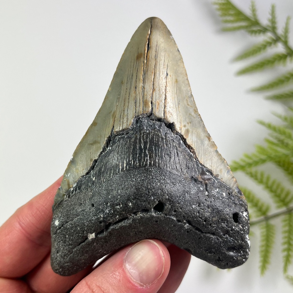 Megalodon Tooth