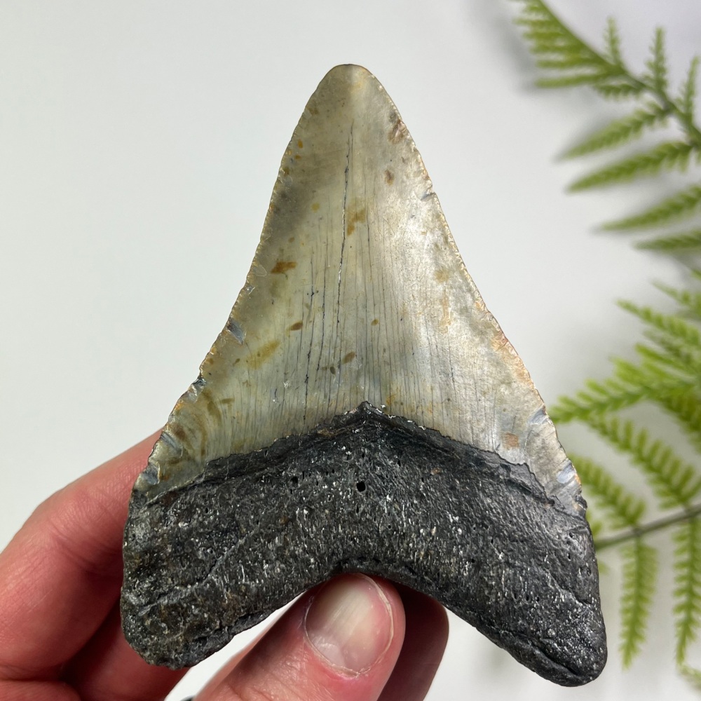 Megalodon Tooth