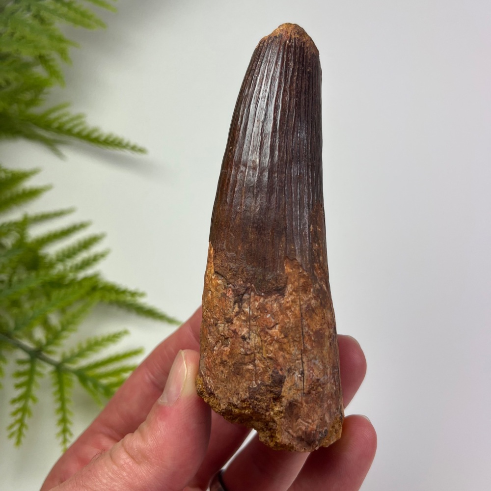 Spinosaurus Tooth
