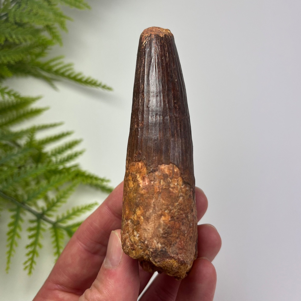 Spinosaurus Tooth