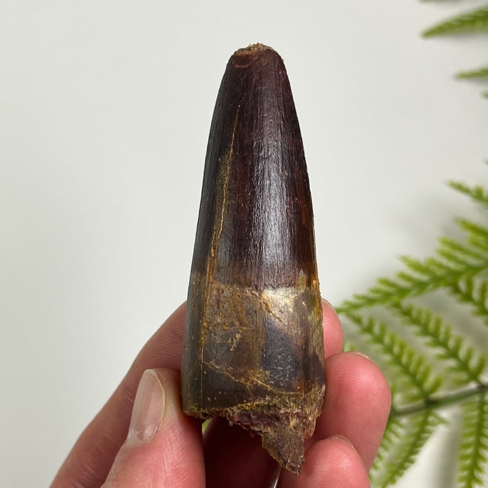 Spinosaurus Tooth