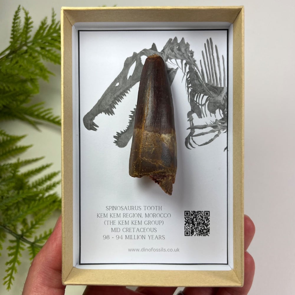 Spinosaurus Tooth