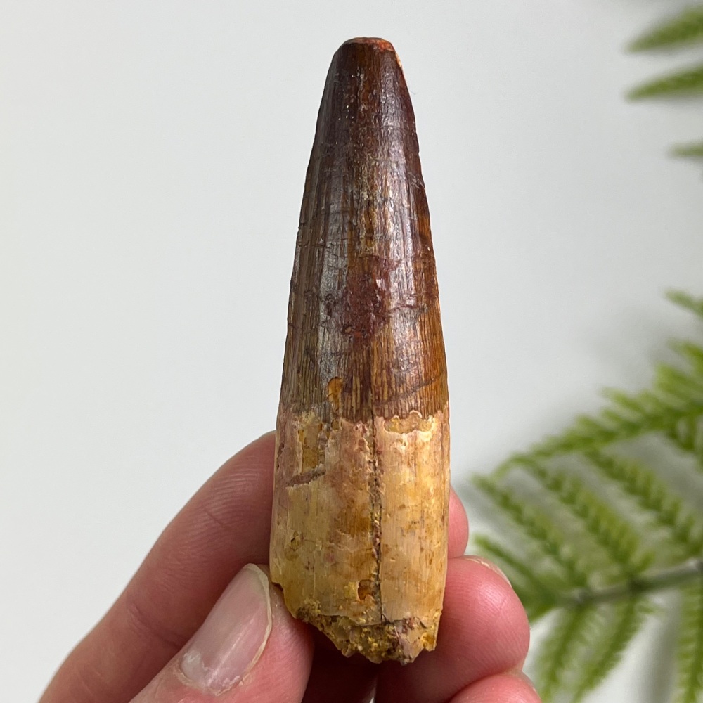 Spinosaurus Tooth