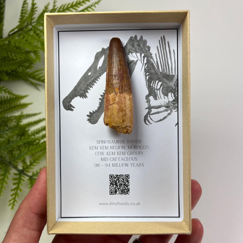 Spinosaurus Tooth